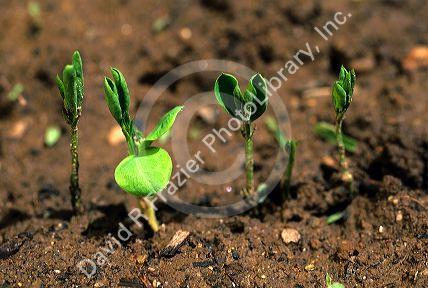 Sweet peas sprouting from the ground in spring.