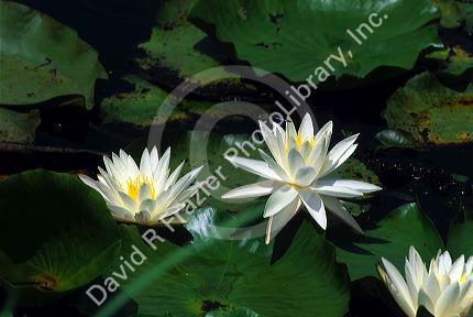 Water lilies in the Savannah Wildlife Refuge, Georgia.