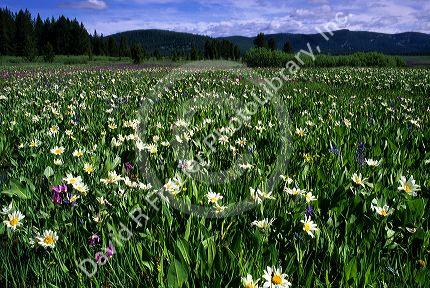 A mountain meadow of wildflowers near Stanley, Idaho.