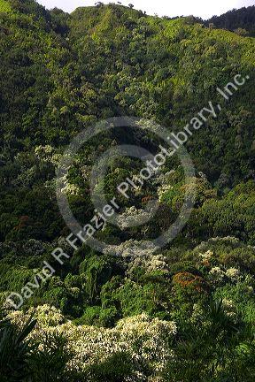 Lush tropical landscape on the island of Maui, Hawaii along the road to Hana.
