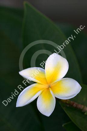 A plumeria flower on the island of Maui, Hawaii.