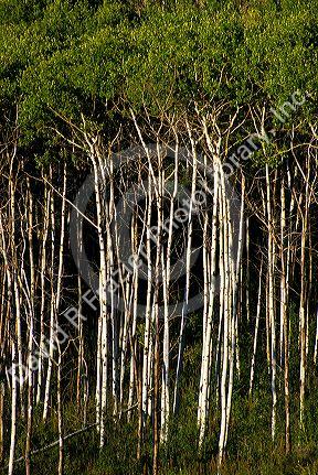 A grove of Aspen trees.