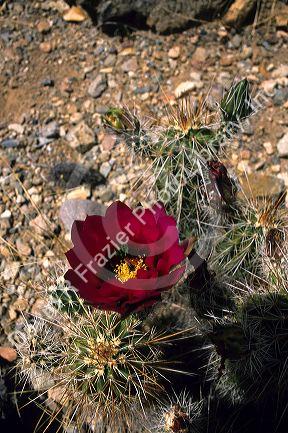 Cholla cactus blossom in Arizona.