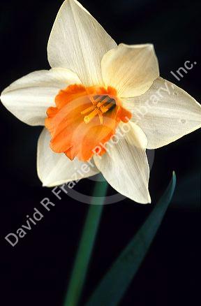 Daffodil blossom.
