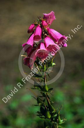 Wild Foxglove.