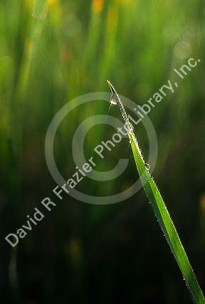 Dew on a blade of grass.