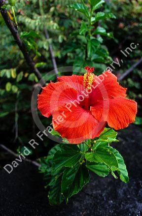 A Hibiscus bloom in Hawaii.
