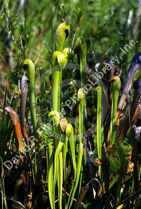 Hooded pitcher plants.