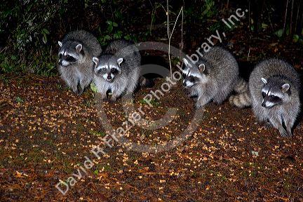 A group of raccoons in Washington state.