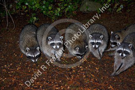 A group of raccoons in Washington state.