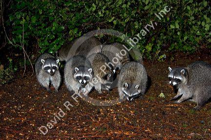 A group of raccoons in Washington state.
