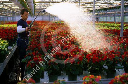 Poinsettias being grown in a greenhouse at the Green Acres Horticultural Center in Vineland, New Jersey.