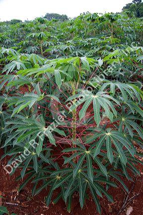 A crop of Cassava also called Manioc eaten like a potato and used for tapioca, grown here in Argentina.