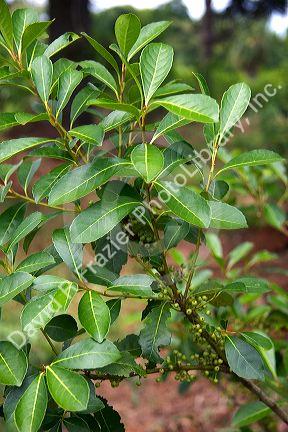 Yerba Mate plant in Argentina.