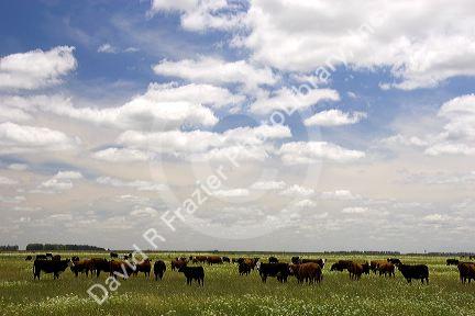 Cattle graze on the pompas of Argentina.
