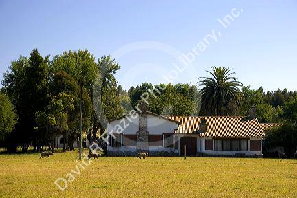 Farmhouse and sheep in Argentina.