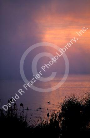 Fog and ducks at sunrise on the Snake River, Idaho.