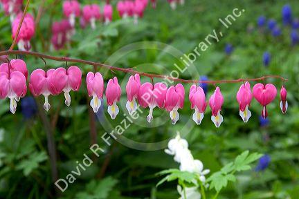 Bleeding heart flowering plant.