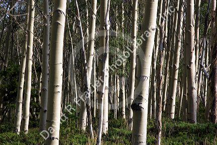 A grove of aspen trees in the Flaming Gorge National Recreation Area, Utah.