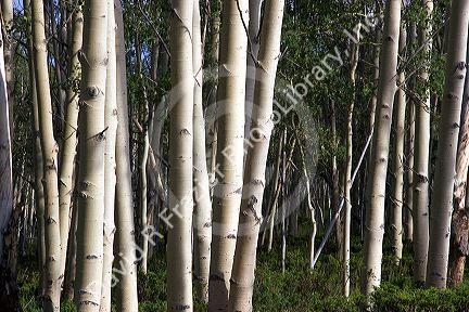 A grove of aspen trees in the Flaming Gorge National Recreation Area, Utah.