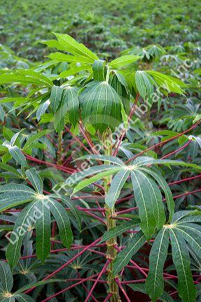 A crop of Cassava also called Manioc eaten like a potato and used for tapioca, grown here in Argentina.