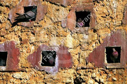 Pigeon holes on a stone wall in San Juan, Puerto Rico.