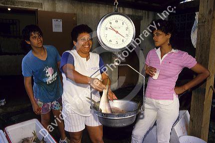 Weighing fish on scales at a fish market in Puerto Rico.