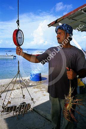 Puerto Rican fisherman weighing lobster on Vieques Island in Puerto Rico.