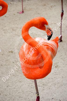 Flamingo at the San Diego Zoo in San Diego, California.
