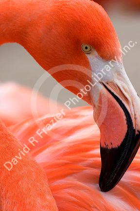 Flamingo at the San Diego Zoo in San Diego, California.