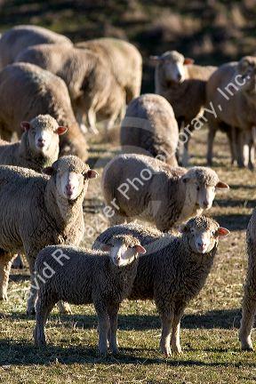 Sheep and lambs near Emmett, Idaho.