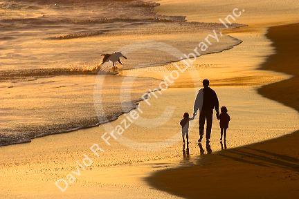 Father and children holding hands and dog fetching a stick on the beach at sunset in Santa Cruz, California.