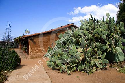 Large prickly pear cactus and historic building in Old Town, San Diego, California.