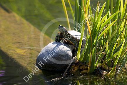 A painted turtle at Balboa Park in San Diego, California.