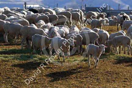 Sheep eating alfalfa hay near Emmett, Idaho.