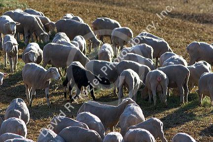 Black sheep among white sheep near Emmett, Idaho.
