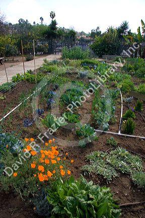A garden with vegetables and flowers growing in Old Town, San Diego, California.