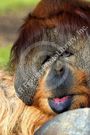 Orangutan at the San Diego Zoo in San Diego, California.