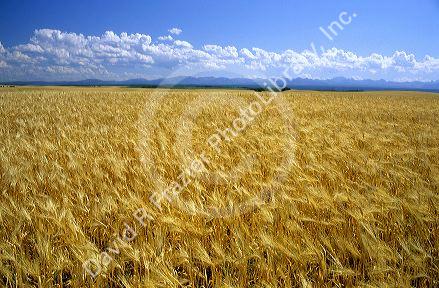 Ripe barley crop in Eastern Idaho.
