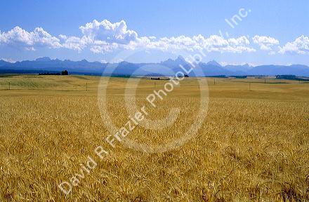 Ripe barley crop in Eastern Idaho with Teton Mountain Range in the background.