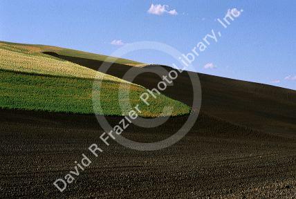 Contour strip farming in Eastern Washington.