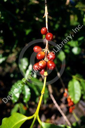 Coffee beans on the plant on the island of Kauai, Hawaii.