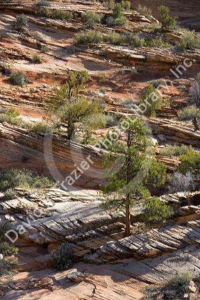 Trees and vegetation growing out of rocks in Zion National Park, Utah.