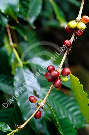 Coffee beans on the plant on the island of Kauai, Hawaii.