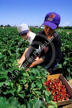 Boys pick strawberries at a farm in Nampa, Idaho.
