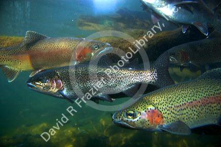 Rainbow trout underwater at the nature center in Boise, Idaho.