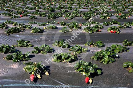 Rows of strawberries growing on plastic mulch in Santa Maria, California.