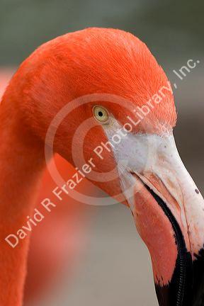 Flamingo at the San Diego Zoo in San Diego, California.