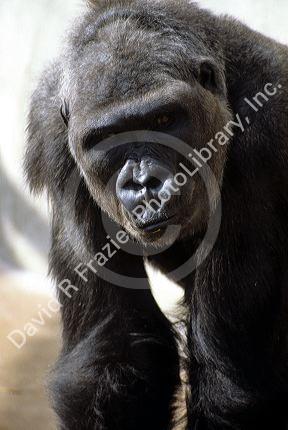 Gorilla.