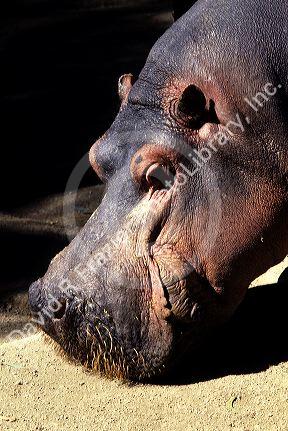 Hippopotamus.